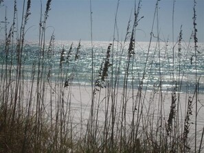 Sea Oats/Beach
