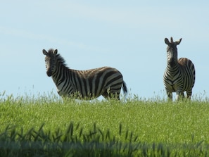 Our Zebras, Marty and Bell.
