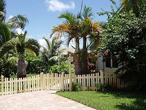 Lipstick Palm, Coconut Palm, Bottle Palm and Bougainvillea for your enjoyment