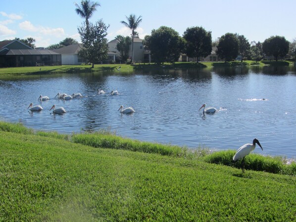 White pelicans and woodstork.