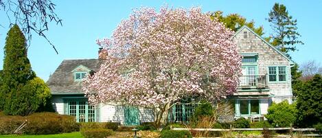 Front of home with beautiful Magnolia tree