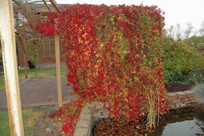 Gazebo with Victoria Creeper in full bloom in October November