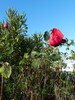 une rose d'hiver dans le jardin
