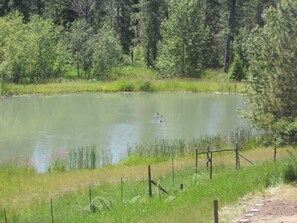A spring-fed pond in front of the main house in spring.