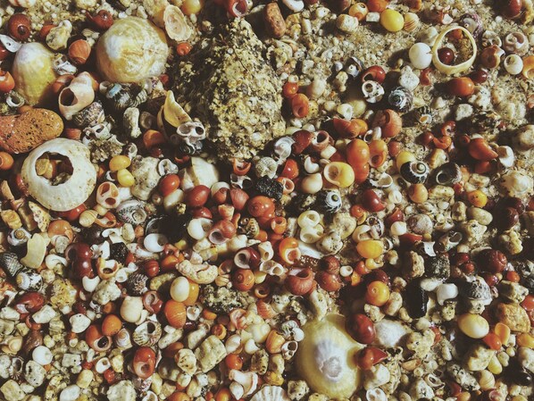 La plage et les coquillages, à 200 mètres de la maison. 