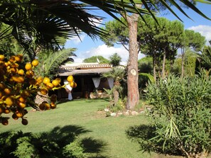 Giardino con palme pini mirto e olivi