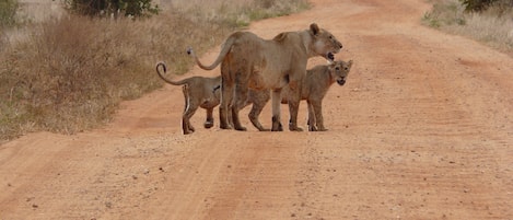 So begann unsere Safari im Tsavo East National Park.