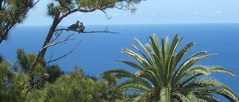 Die Aussicht vom Solymar - Palmen und blaues Meer.