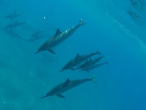Dolphins in bay right in front of our unit