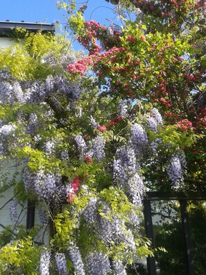 Frühling im Garten