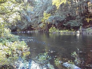 Potic Creek by the cabin