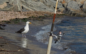 Everyone can surfcast for flounder, stripers, porgies, right from our beach.