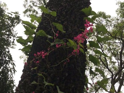 Recanto do Curimataú - uma Chácara na Represa Jurumirim em Avaré-SP