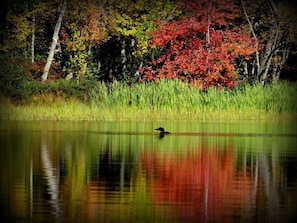 Solitary loon on Great Moose Lake with early autumn color reflections.
