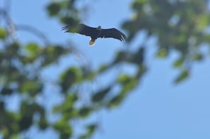 A Bald Eagle directly above the campfire pit, looking for some lunch