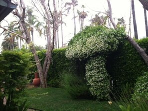 Side yard of cottage