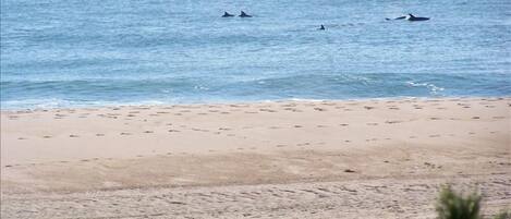 watch dolphins swim from the ocean front deck