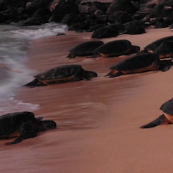 Turtles coming up for the night. Sunset at Ho'okipa Beach.