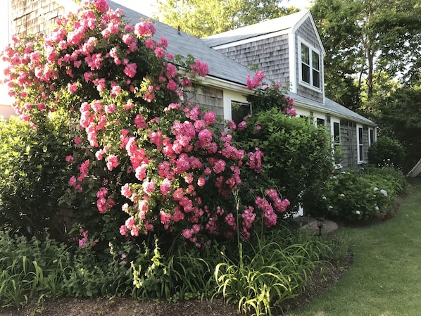 Front of Monomoy cottage on the harbor beach.