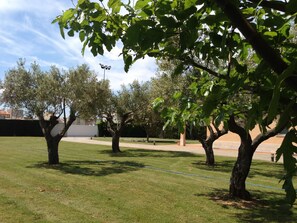 Olive Trees' garden