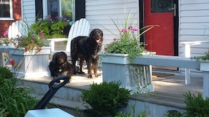 SADIE AND ACE ARE HAPPY THAT THE COZY COTTAGE IS PET FRIENDLY.