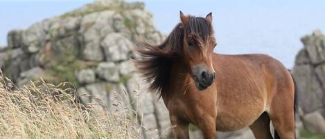 Treen Farm ponies grazing The Logan Rock SSSI
