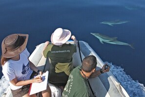 Visits of tourists to the dolphins in the Gulf of Taranto.