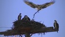 Wildlife abounds. Osprey nest on the road into the cabin.