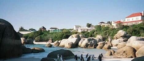 Boulders Beach with House in the background (left, blue-slate roof)