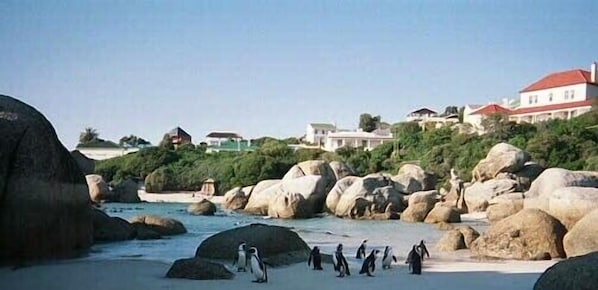 Boulders Beach with House in the background (left, blue-slate roof)