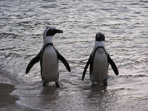 Penguins on Boulders beach