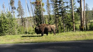 Bison