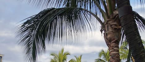 Daytime view from our lanai