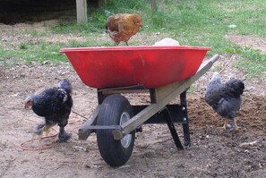 Chickens are very curious about the wheelbarrow
