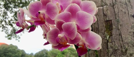 Beautiful orchids with our lake in the background!