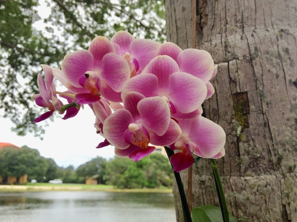 Beautiful orchids with our lake in the background!