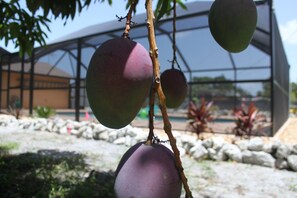 mangoes with the pool in the background