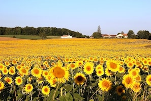 Sunflower fields with the house in the distance