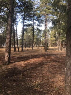Privacy and pines. Lots of room to play and explore. 