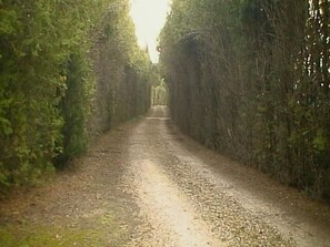 Entry drive into Mas des Patres