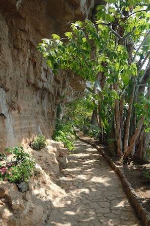 Tropical plants along the entrance path