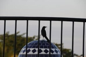 Balcon