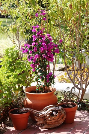 Flowers on the terrace