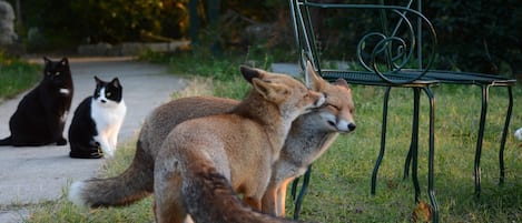 Villa La Rogaia - Wo sich Fuchs und Katze Gute Nacht sagen