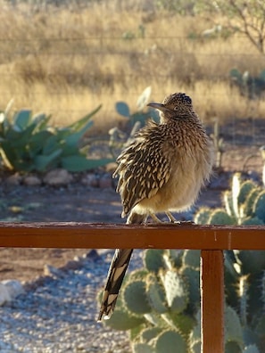 Our 25-acre Birding Ranch will relax you :)
