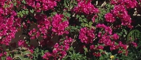 bougainviillier du jardin