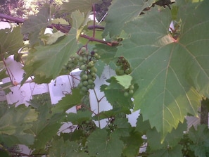 Grapes growing in front yard