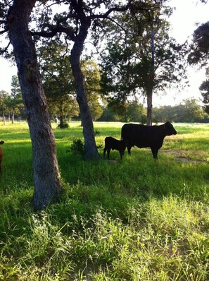 There are cows and calves roaming the property. 