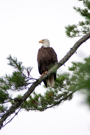 Local wildlife in tree by house