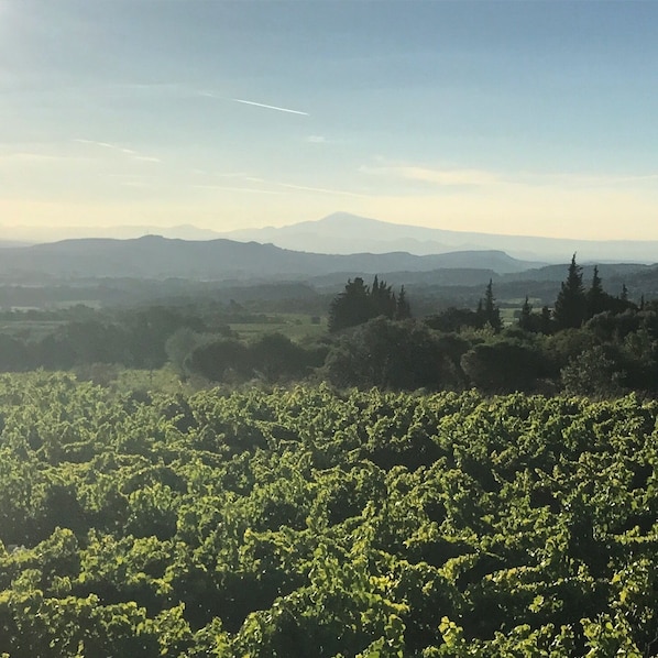 Mont Ventoux seen from the vineyards surrounding our house.